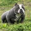 1yr old female micro exotic bully