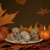 CKC Toy poodle puppies available