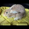 Not CALIFORNIA RABBITS THEY ARE CREME D ARGENTS