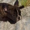 AKC French Bulldog Puppies Bully Thick Quality All Males