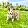 $325 red Siberian huskie puppies 