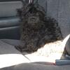 Female Maltipoo 