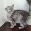 Registered Maine Coon Kitten