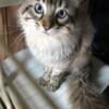 Prestley, Beautiful Snow Lynx Cashmere Bengal boy looking for a new home