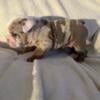 Merle English bulldog *rare *