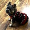 French Bulldog Stud For Sale
