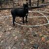 Cane corsos