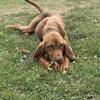 Female bloodhound