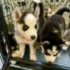 Huskies, Golden retriever and Labrador  Available