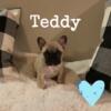 AKC French bulldog puppies