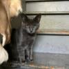 Gray Female Kitten $10 Siamese mother