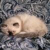 TICA registered Ragdoll kitten