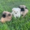 Pekingese shihtzu puppies available now