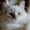 Beautiful , healthy, pampered  Ragdoll babies