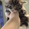 Mainecoon kittens - Ready to go July