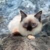 Sealpoint Ragdoll Male Litter