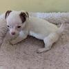 Female short hair Chihuahua puppy