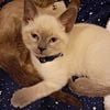 Re-homing Siamese Kittens!