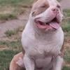 2 yr old American bully stud heavy muscletone ped