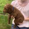 5week old labradoodle looking for a loving new home