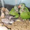 Baby Indian ringnecks