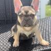 Pebbles the frenchie princess