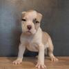 American Bully puppies for sale