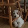 F1bb Golden Doodles vet checked and two rounds of vaccines for sale looking for there forever home