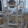 Cockatiel and Large Cage