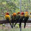 Sun conure