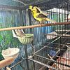 Canary one pair male and female ready to breed 2023