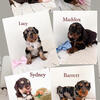 Petite Mini Bernedoodles
