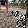 Dogs and puppies Dalmatian