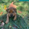 3 Registered PUREBRED South African Boerboel Female Puppies for Sale Southern MD