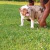 AKC registered English bulldog puppy 8 mths old boy