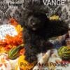 Toy poodle  male Vance