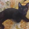 kittens (3 months)