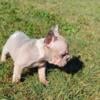 MERLE VELVET BIG ROPE FRENCHIES FOR SALE