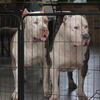 American Bully Female