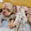 1 month old English bulldog puppys