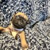 AKC pug puppies looking for furever home