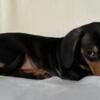 Black and tan female mini dachshund - Macey