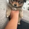 For sale Pomeranian pup