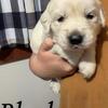 English cream golden retrievers