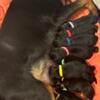 Rottweiler Puppies available for sale