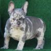 Tixi French Bulldog female puppy for sale. $3,300