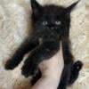 NewElite Maine coon kitten from Europe with excellent pedigree, female. NOV Arkana