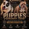 American bullies pocket !