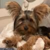 Male Yorkshire Terrier puppies