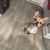 Frenchie